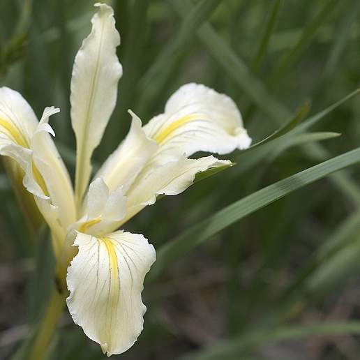 Bowltube Iris