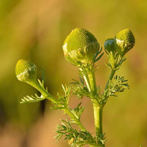 Pineapple Weed