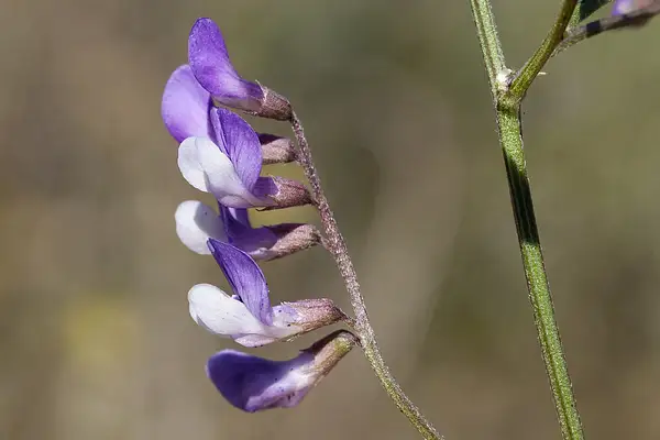 Deer Pea Vetch