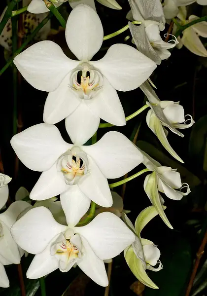 Phalaenopsis aphrodite
