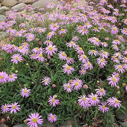Brachyscome 'Surdaisy White'
