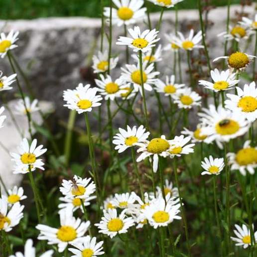 Oxeye Daisy