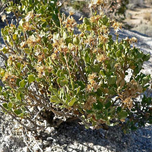 Cliff Goldenbush