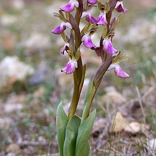 Orchis Collina Flavescens