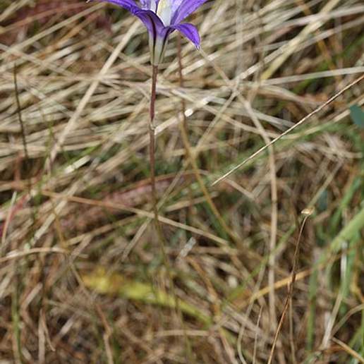 Brodiaea Rosea Vallicola