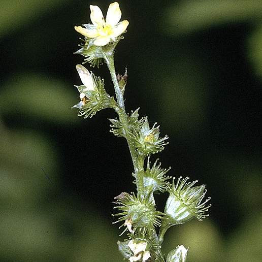 Tall Hairy Grooveburr