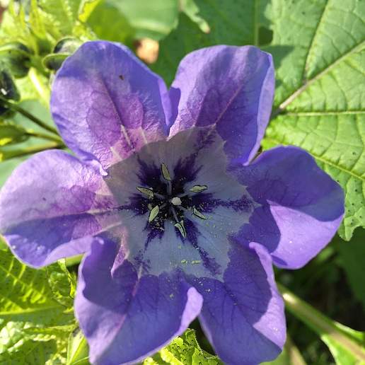 Broadleaf Nightshade