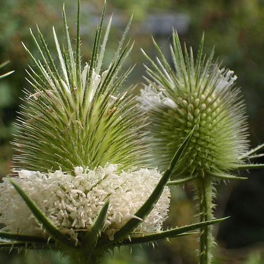 Cutleaf Teasel