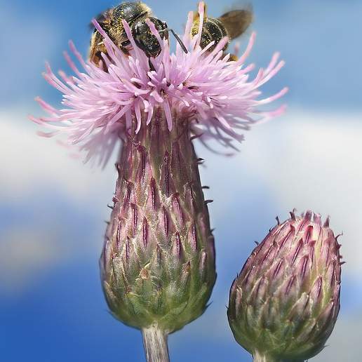Canada Thistle