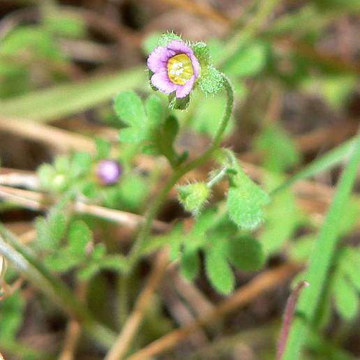 Dainty Desert Hideseed