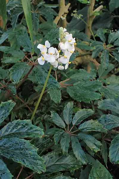 Palmate Begonia