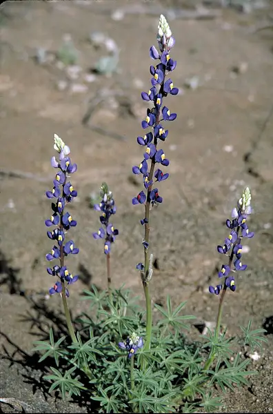 Big Bend Bluebonnet