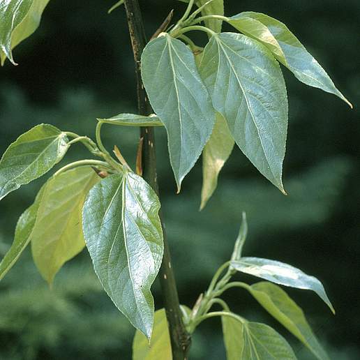 Eastern Balsam Poplar