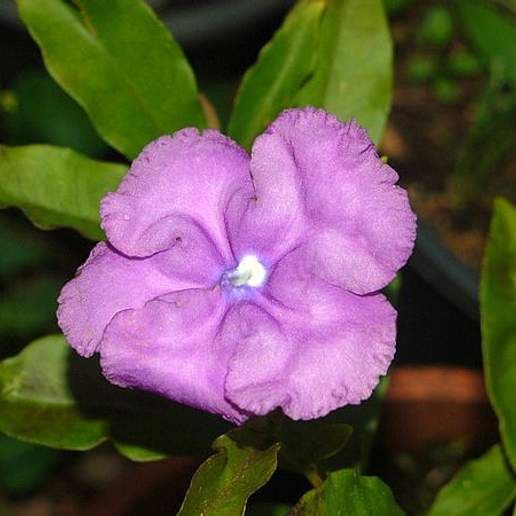 Largeflower Brunfelsia