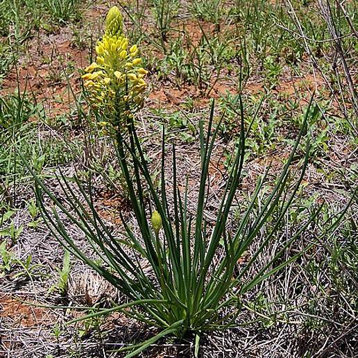 Bulbine Xanthobotrys