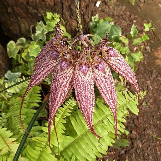 Bulbophyllum rothschildianum