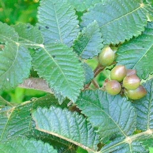 Bursera Excelsa Favionalis