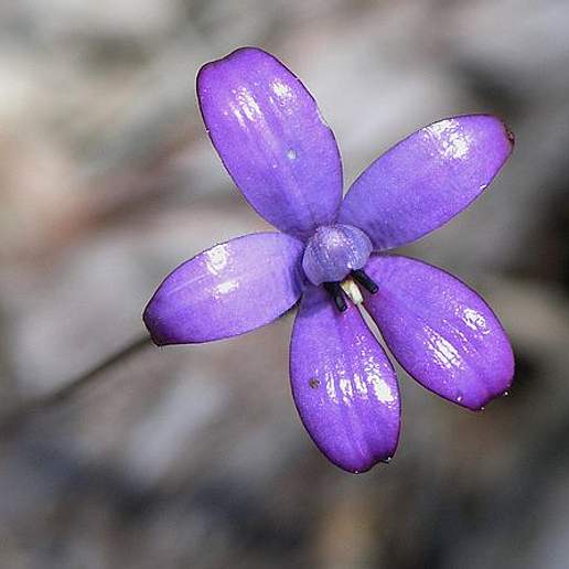 Caladenia Brunonis