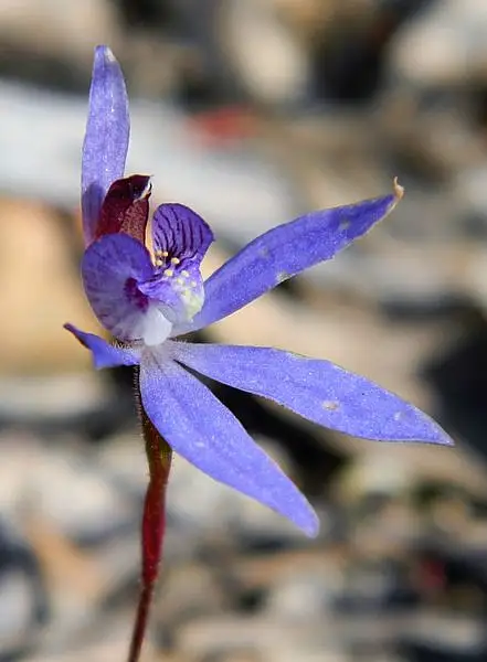 Cyanicula Caerulea Caerulea