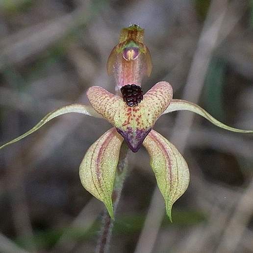 Caladenia Cardiochila