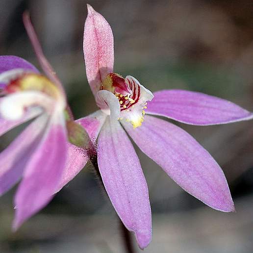 Caladenia Carnea Subulata