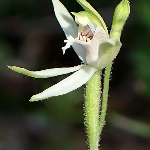 Caladenia Chlorostyla