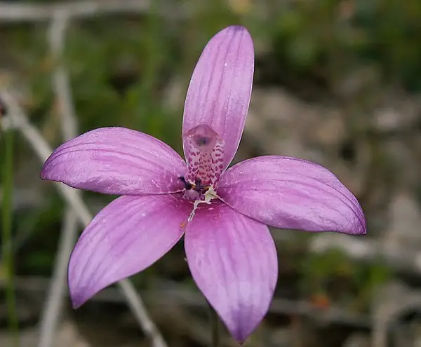 Caladenia Emarginata