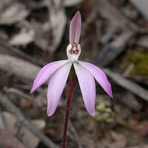Caladenia Fuscata
