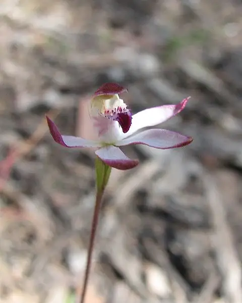 Caladenia Moschata