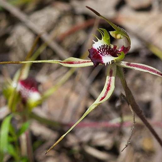 Caladenia Parva