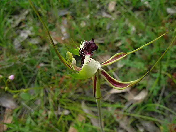 Caladenia Tentaculata