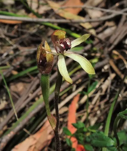 Caladenia Transitoria