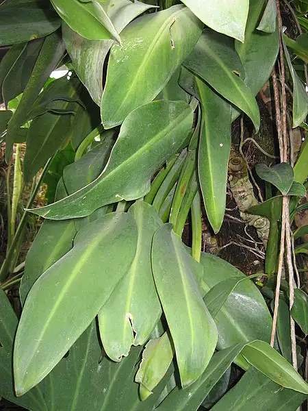 Philodendron Moonlight