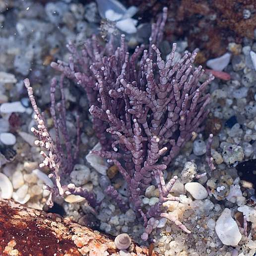 Calliarthron Setchelliae