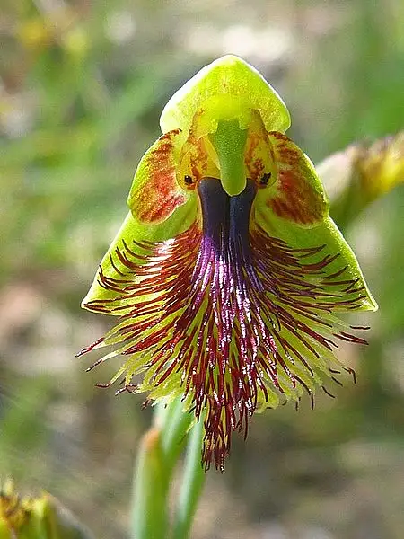 Calochilus Saprophyticus