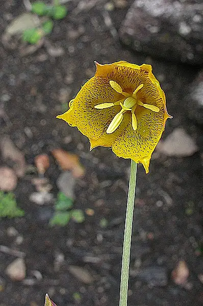 Cyclobothra Propinqua