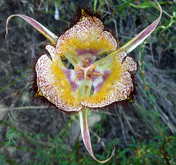 Calochortus Weedii Vestus
