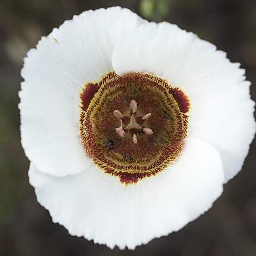 Calochortus Luteus Oculatus