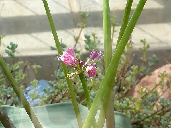 Calostemma Carneum