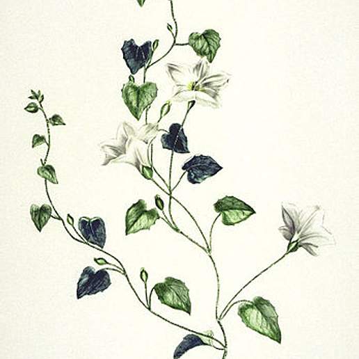 Calystegia Tuguriorum