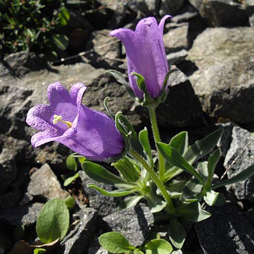 Campanula Alpestris