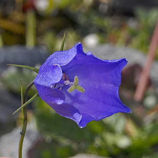 Campanula Scheuchzeri