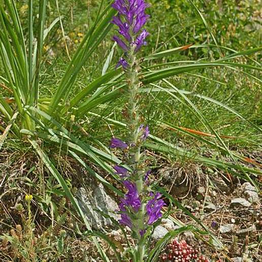 Campanula Spicata Canescens