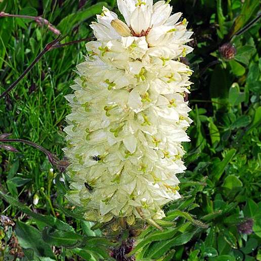 Campanula Thyrsoides