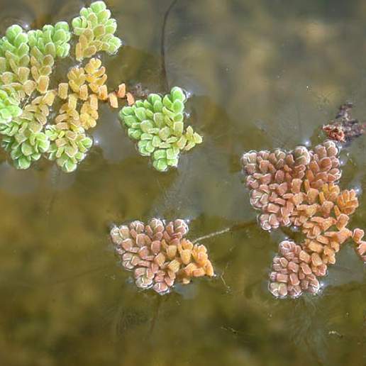 Green Azolla