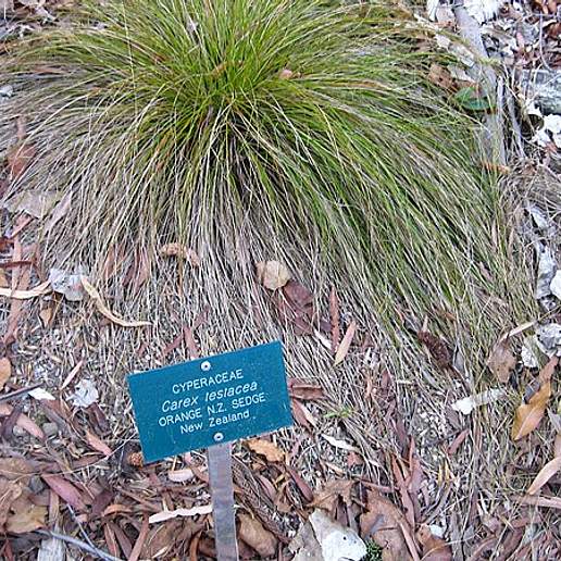 Carex testacea