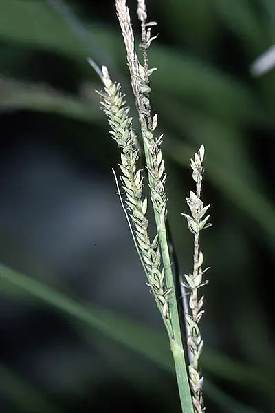 Twisted Sedge
