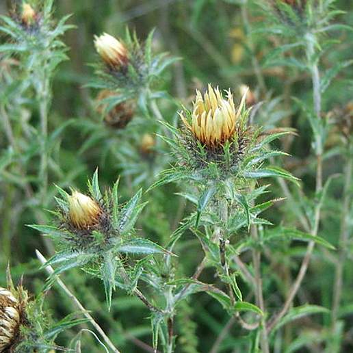Carlina biebersteinii