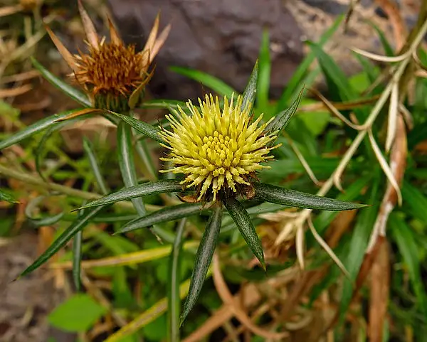 Carlina salicifolia