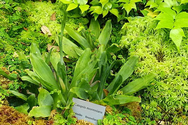 Catopsis Morreniana